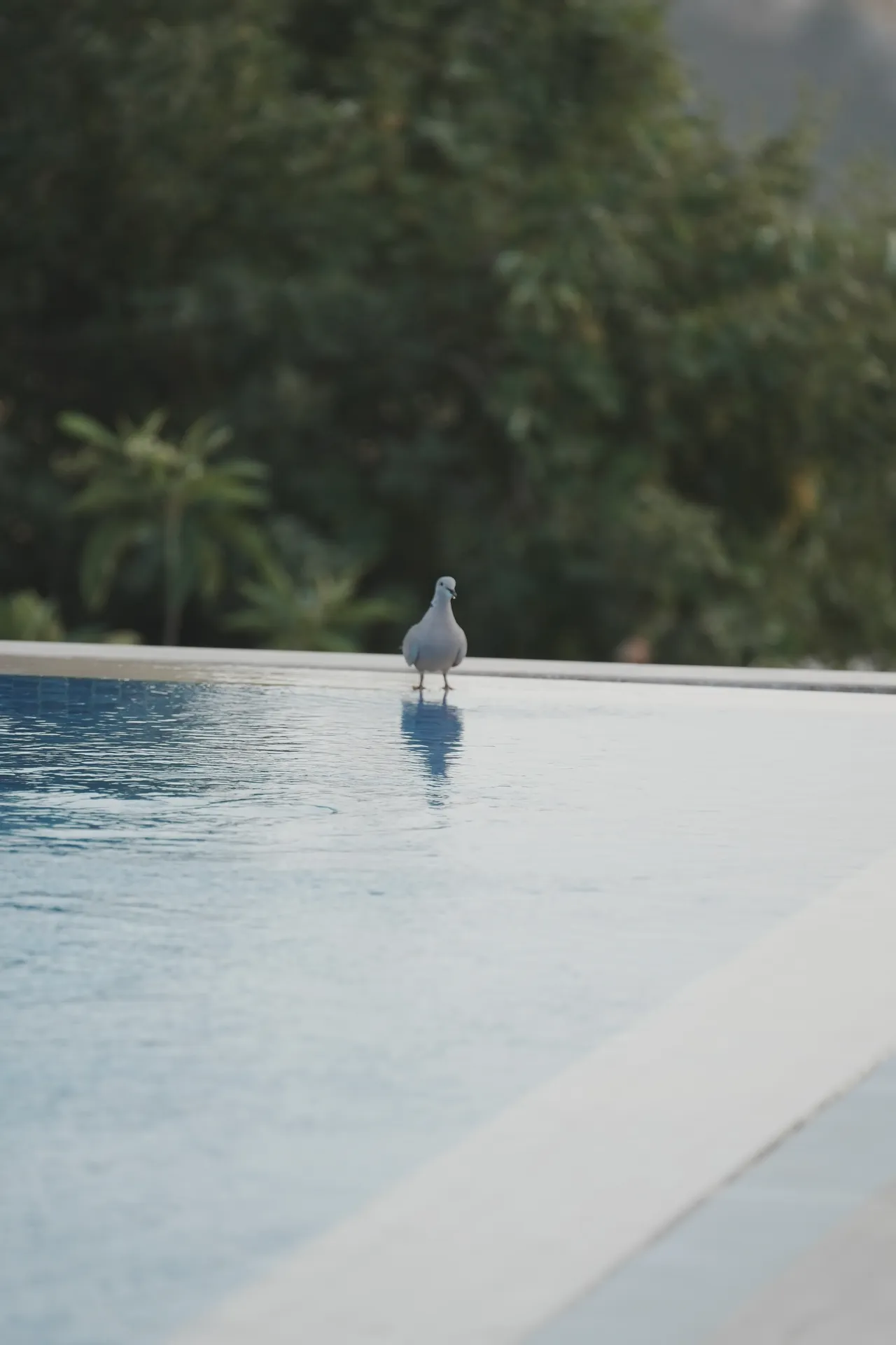 Artistic bridal portrait at infinity pool edge with tilted angle